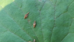 Rhynchospora cephalantha