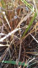 Rhynchospora cephalantha