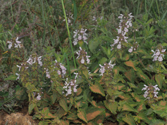 Stachys bolusii