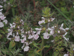 Stachys bolusii