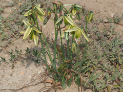 Albuca juncifolia
