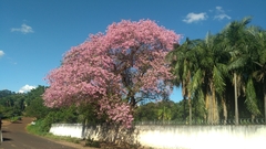 Ceiba speciosa