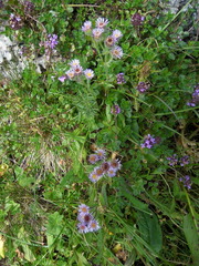 Erigeron caucasicus