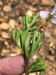 Pelargonium ternatum