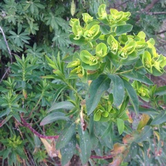 Euphorbia esuliformis