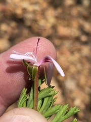 Pelargonium ternatum