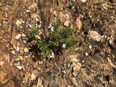 Pelargonium ternatum