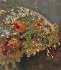 Pyura chilensis