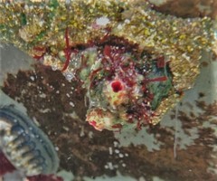 Pyura chilensis