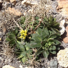 Draba jorullensis