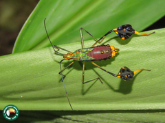 Diactor bilineatus