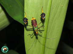 Diactor bilineatus