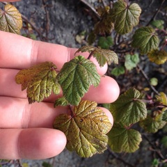 Ribes ciliatum