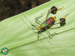 Diactor bilineatus