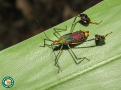 Diactor bilineatus