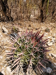 Ferocactus recurvus