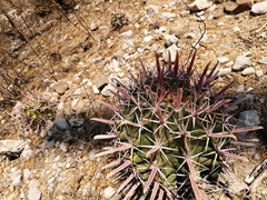 Ferocactus recurvus