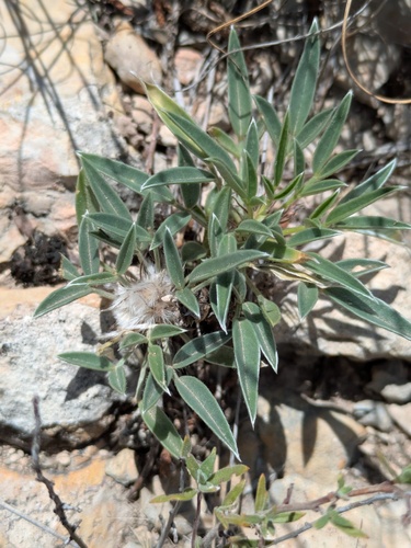 Woolly Head Prairie Clover (Dalea laniceps)