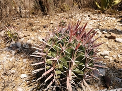 Ferocactus recurvus