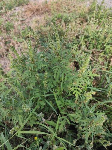 common ragweed