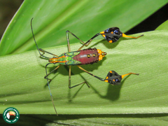Diactor bilineatus