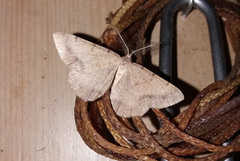 Selidosema brunnearia