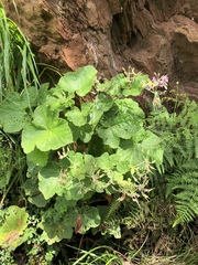 Pelargonium papilionaceum