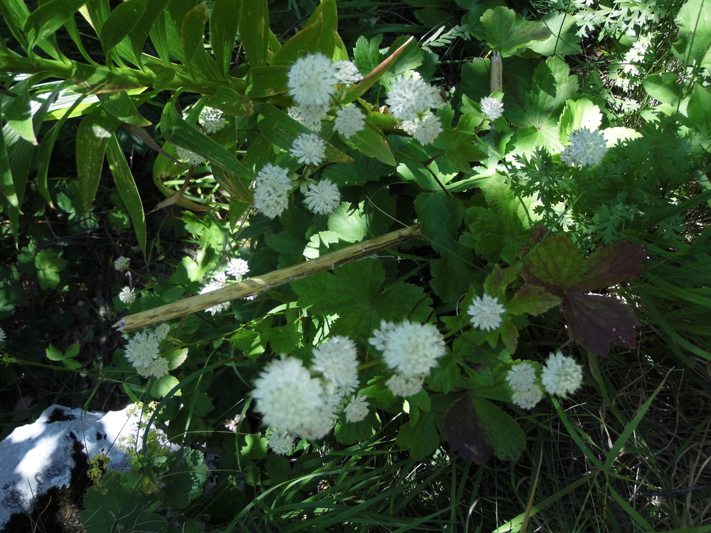 Astrantia pontica
