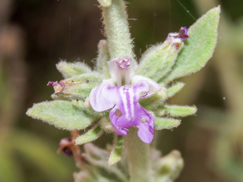 Anisomeles malabarica (Anisomeles malabarica)