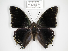 Charaxes cedreatis