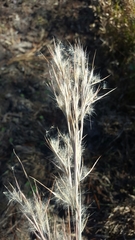 Andropogon virginicus