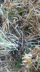 Andropogon virginicus