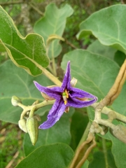 Solanum lycocarpum