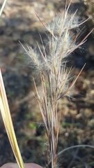 Andropogon virginicus