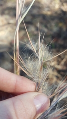 Andropogon virginicus