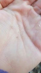 Andropogon virginicus