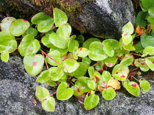 Heartleaf Springbeauty (Claytonia cordifolia)
