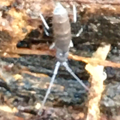 Pogonognathellus dubius