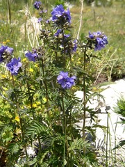 Polemonium caucasicum