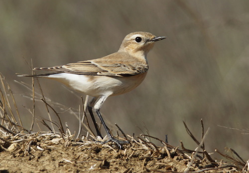 Collalba isabel (Oenanthe isabellina)