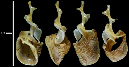 Two lipped door snail, Westwijk, 1187 Amstelveen, Nederland, photo 6 of 10