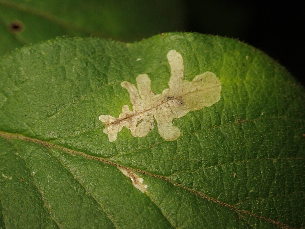 Phytomyza periclymeni