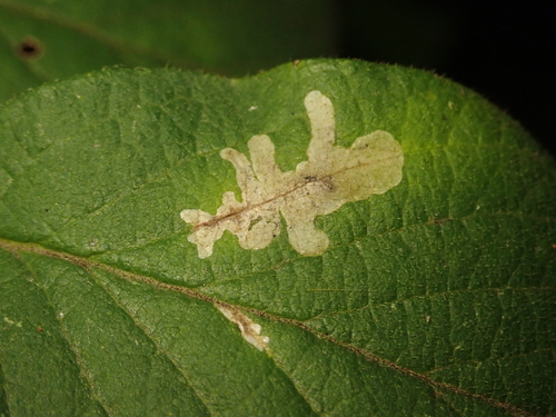 Phytomyza periclymeni