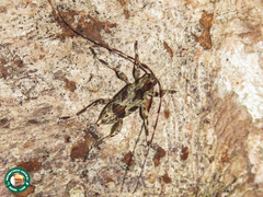 Eutrypanus dorsalis