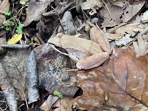 Wood Frog