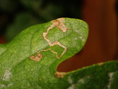 Stigmella aceris