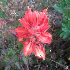 Castilleja cryptandra