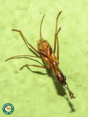 Gnomidolon pallidicauda