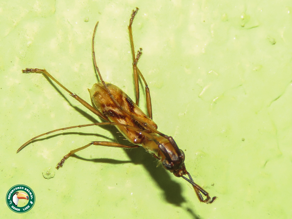 Gnomidolon pallidicauda