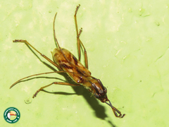 Gnomidolon pallidicauda